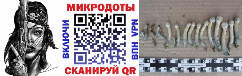 Псилоцибиновые грибы Cubensis  Купить закладки  Балашиха 